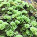 Ontario Rhodobryum Moss - Photo (c) Katy Barlow, all rights reserved, uploaded by Katy Barlow