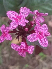 Pseuderanthemum carruthersii image