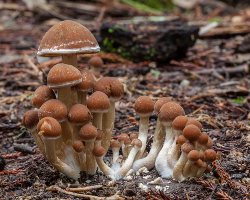 Common Stump Brittlestem