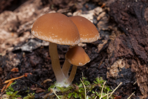 Common Stump Brittlestem
