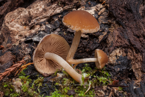 Common Stump Brittlestem