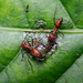Hormiga Explosiva Asiática - Photo (c) Susan Myers, todos los derechos reservados, subido por Susan Myers