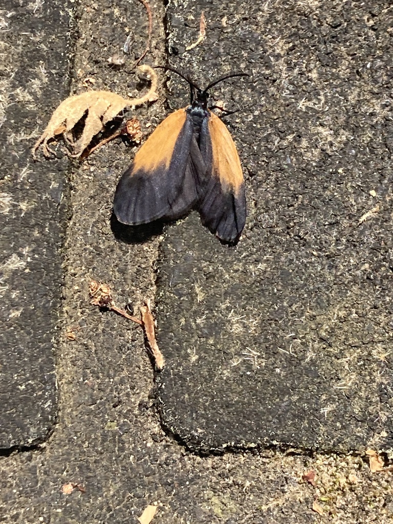 Orange-patched Smoky Moth from Conrad Rd, Edwardsburg, MI, US on June ...