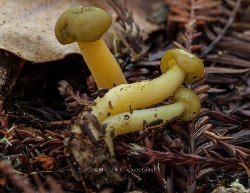 Ochre Jelly Club