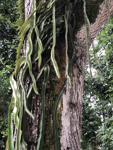 dog-tail cactus