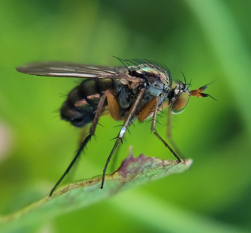 Dolichopus fulvipes
