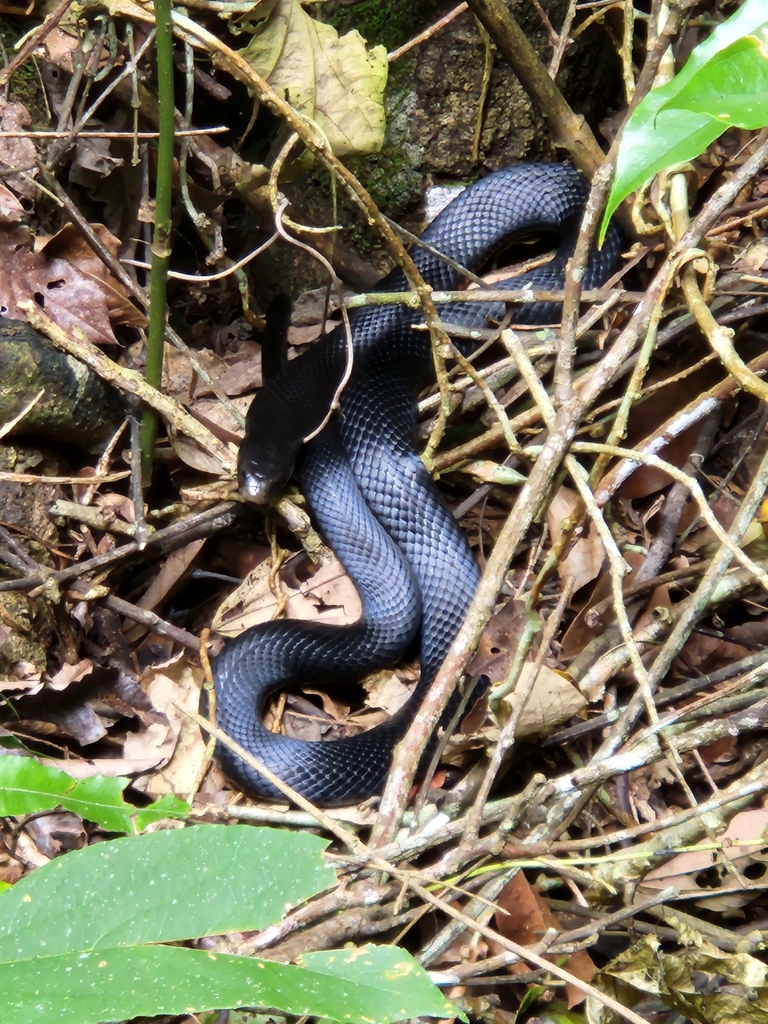 Red-bellied Black Snake from Yungaburra QLD 4884, Australia on June 21 ...