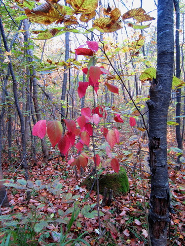 Warty-barked Spindle