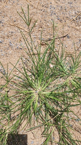 Goose Grass