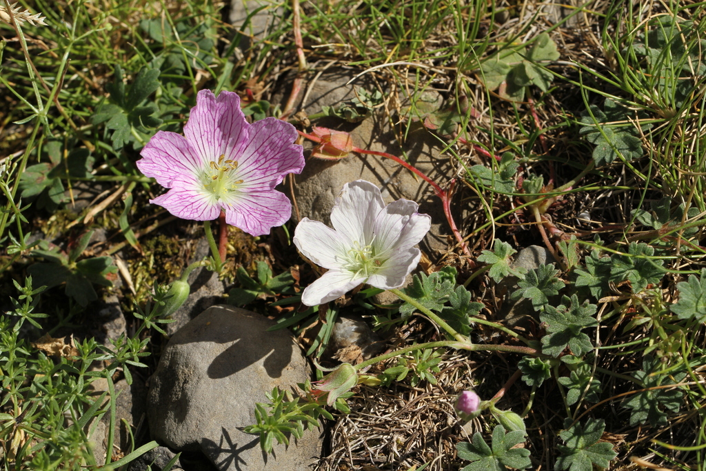Grey cranesbill