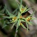 Euphorbia sulcata - Photo (c) Thomas Silberfeld, todos os direitos reservados, uploaded by Thomas Silberfeld