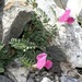 Vicia pyrenaica - Photo 由 Thomas Silberfeld 所上傳的 (c) Thomas Silberfeld，保留所有權利