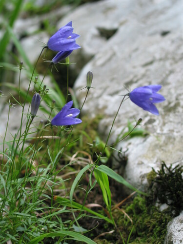 Campanula justiniana