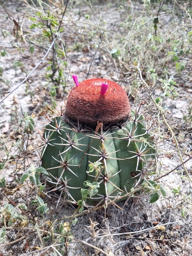Melocactus salvadorensis