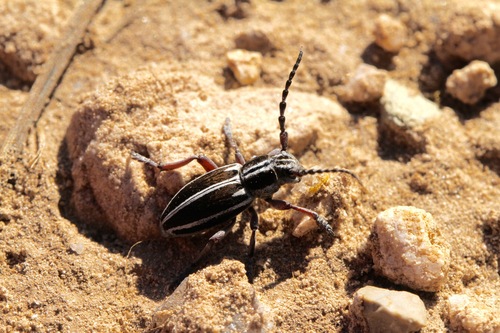 Iberodorcadion molitor (Fabricius, 1775)