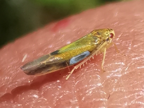 Ash leafhopper