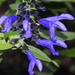 Salvia guaranitica - Photo (c) Marcos Silveira, όλα τα δικαιώματα διατηρούνται, uploaded by Marcos Silveira