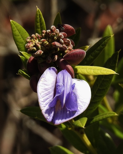Periandra