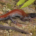 Plethodon yonahlossee - Photo (c) Jake Scott, todos os direitos reservados, uploaded by Jake Scott