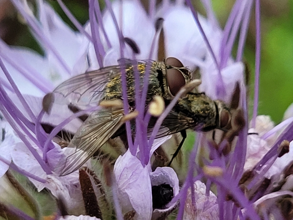 Cluster Flies From 8960 Randers Danmark On June 21 2023 At 11 30 AM cluster-flies-from-8960-randers-danmark-on-june-21-2023-at-11-30-am