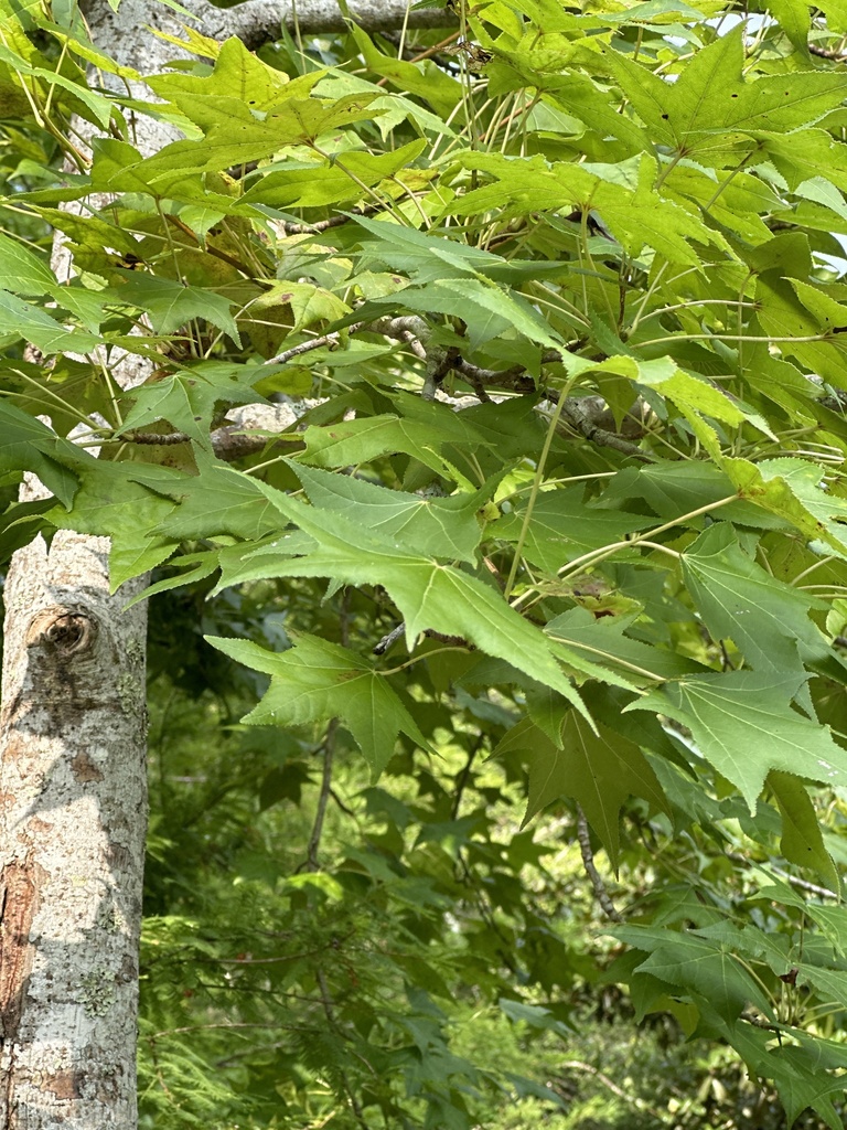 American sweetgum from Bricker Rd, Covington, LA, US on June 21, 2023
