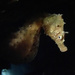Observation photo