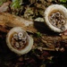Jellied Bird's Nest Fungus - Photo (c) Steven Daniel, all rights reserved, uploaded by Steven Daniel