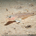 Sand Goby - Photo (c) tamsynmann, all rights reserved, uploaded by tamsynmann