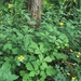 Wood Avens - Photo (c) kaisape, all rights reserved, uploaded by kaisape