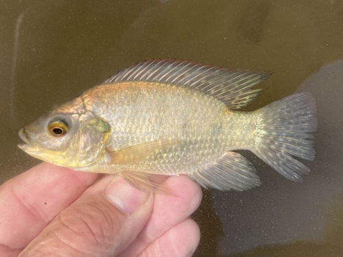 Mozambique Tilapia (Oreochromis mossambicus)