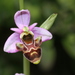 Ophrys scolopax - Photo (c) Thomas Silberfeld, כל הזכויות שמורות, הועלה על ידי Thomas Silberfeld