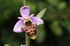 Woodcock Orchid - Photo (c) Thomas Silberfeld, all rights reserved, uploaded by Thomas Silberfeld