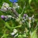 Phytoecia tigrina - Photo (c) Andrew Zamoroka, all rights reserved, uploaded by Andrew Zamoroka