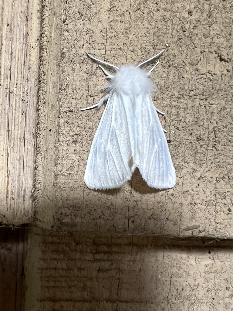 Pink-legged Tiger Moth in June 2023 by Kyle Klotz · iNaturalist