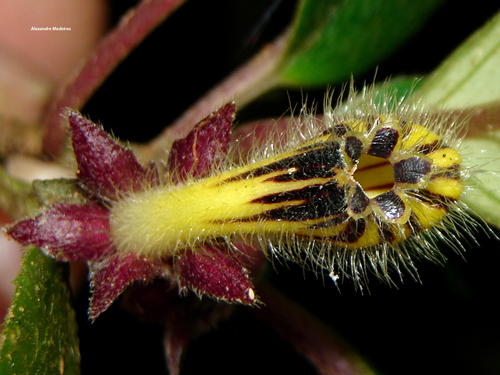 Nematanthus striatus
