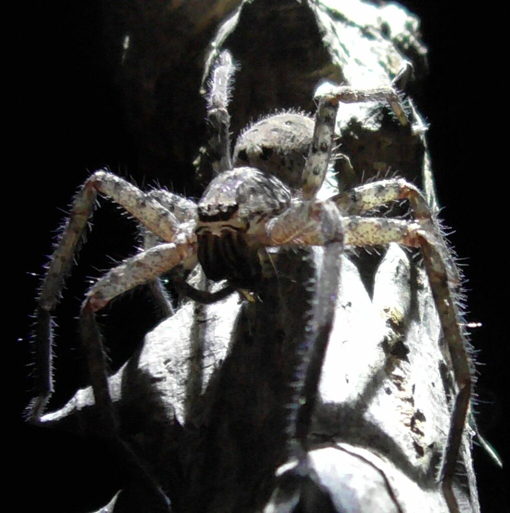 Giant Huntsman Spiders from Watsonville QLD 4887, Australia on June 22