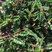 Commersonia hermanniifolia - Photo (c) peterzoo, todos los derechos reservados, subido por peterzoo