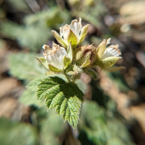 Wax Leaf Raspberry (Rubus glaucifolius)