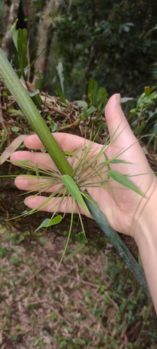 Chusquea gracilis