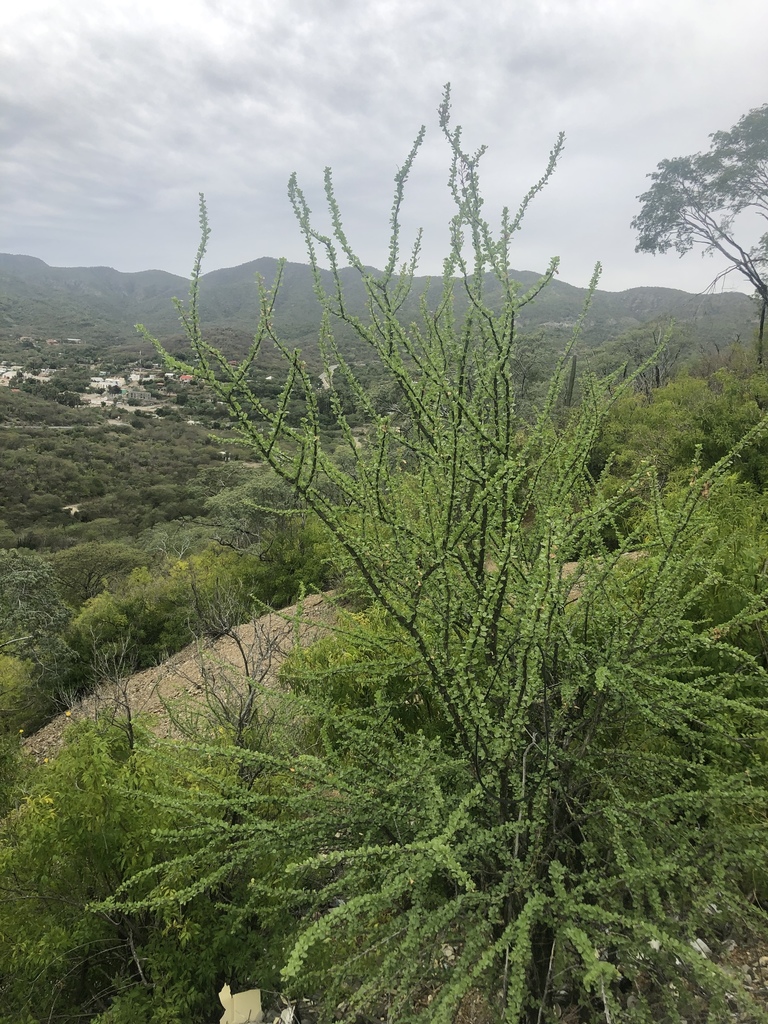 Adam's tree from Carretera Cabo San Lucas-La Paz, La Paz, BCS, MX on ...