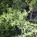 Condalia globosa - Photo (c) Jim Roberts, todos os direitos reservados, uploaded by Jim Roberts
