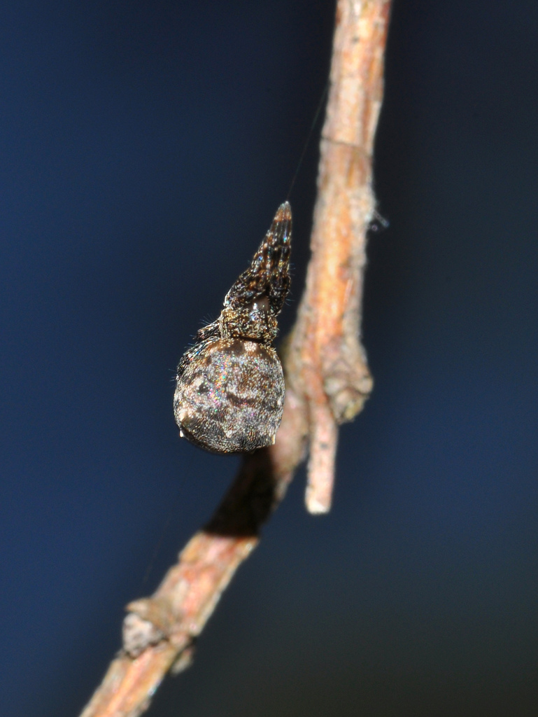 Triangle Web Spiders from Cache County, UT, USA on 10 July, 2011 at 04: ...