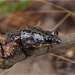 Pseudacris nigrita - Photo (c) Jake Scott, kaikki oikeudet pidätetään, lähettänyt Jake Scott