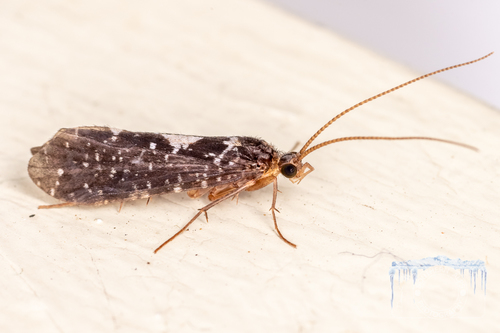 Polyplectropus