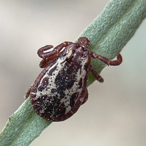 Dermacentor similis Lado, Glon & Klompen, 2021