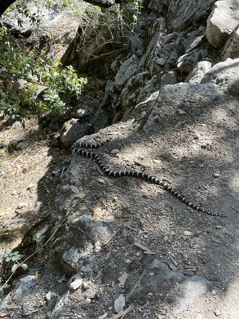 California Mountain Kingsnake In June 2023 By Max Miao INaturalist   Large 