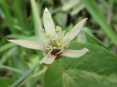 Image of Passiflora cisnana