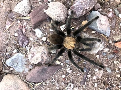 Texas Brown Tarantula