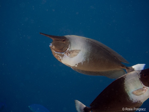 Paletail Unicornfish