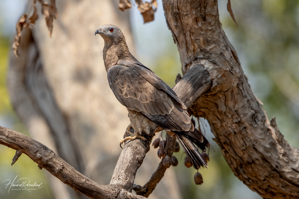 Oriental Honey-buzzard photo